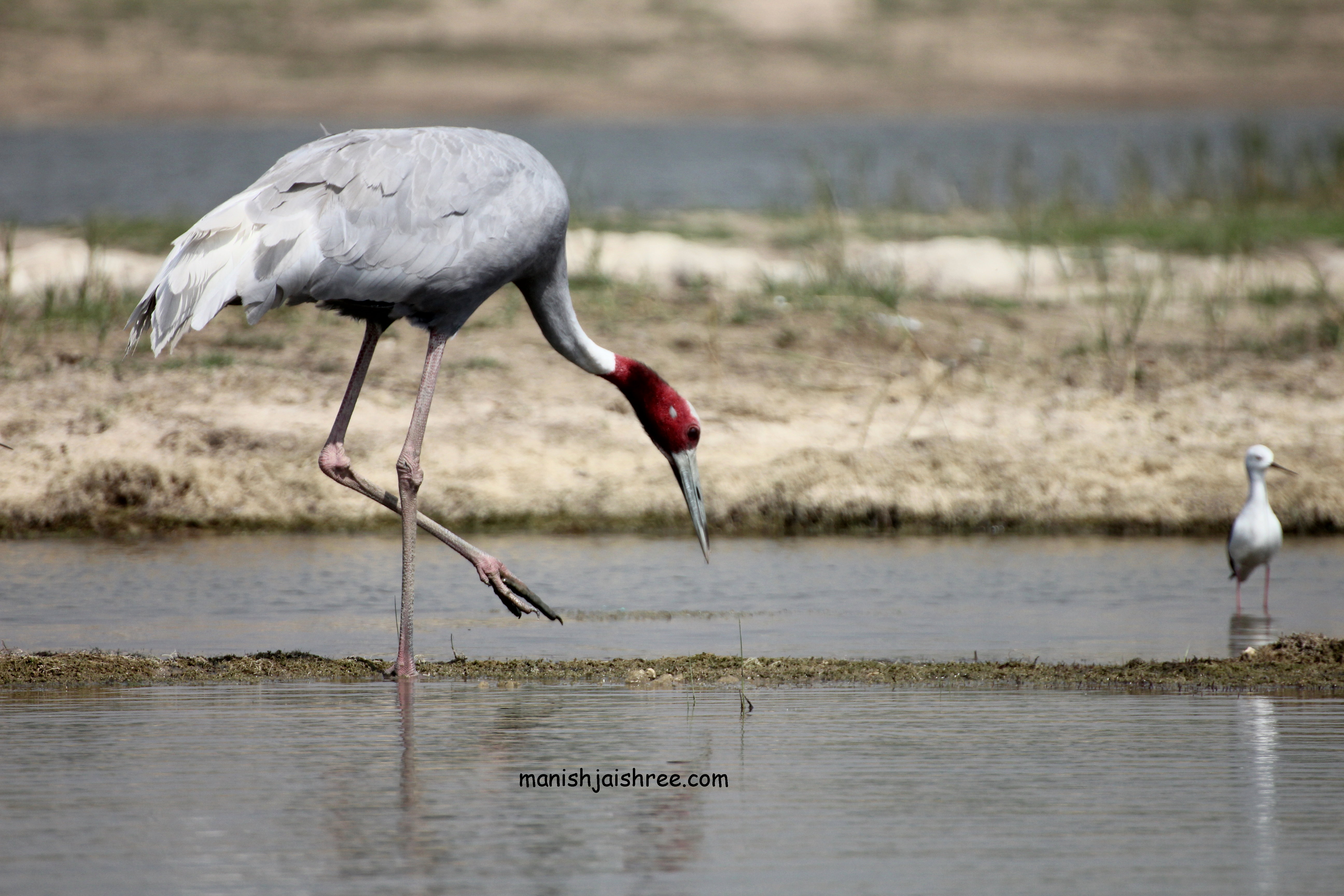 aquatic-india-s-national-aquatic-animal